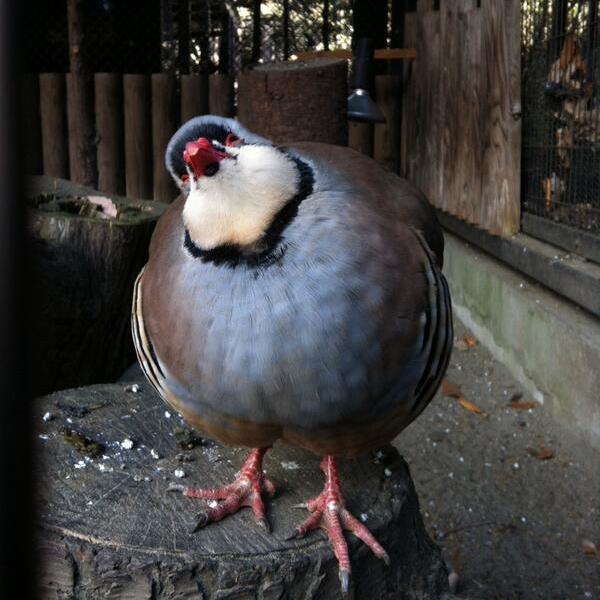 Actual_Iwamine's profile picture. Whoops they all got murdered and no one knows how (I know how)