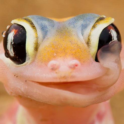 Gopilbaraevents's profile picture. 