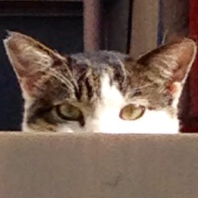 変なのはブロック中