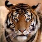 Goldfeller75's profile picture. 