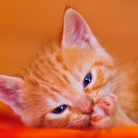 フラフラガール(仮) (@723_emma) 's Twitter Profile