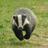 jemima_mayhew's profile image