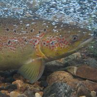Teno Salmon Research (@tenosalmon) 's Twitter Profile