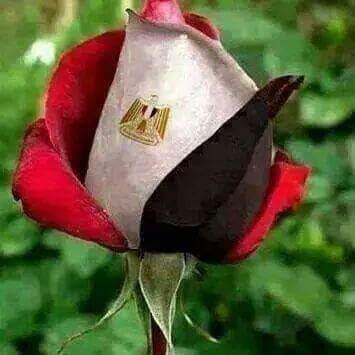 MohamedElbirma1's profile picture. 