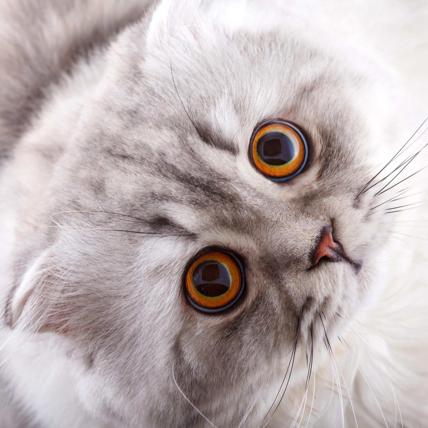 Catylicious Cat Social is a Social Media App aimed at CAT LOVERS around the world. It brings the funniest and cutest cats together in video, photo and podcast.