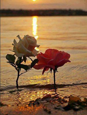 أعز أمر الله حيثما كنت يعزك الله ♡ #قرآن #تلاوات 

#نشر_القرآن_من_أفضل_الأعمال 
  https://t.co/g8puxffpn1
﴿واجعلني من ورثة جنة النعيم﴾
