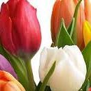 SoumeyaTILOUT's profile picture. Biologist