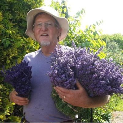 Fragrant English lavender. Dried flowers / sprigs / bunches / WEDDING bouquets, essential oils, soaps, shampoo, toiletries, gifts and much more online. Plants.