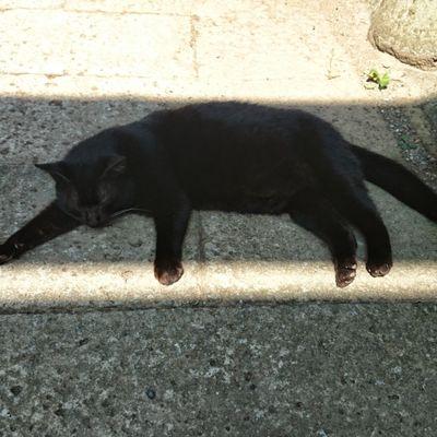 悩み多き、腐女子。
かなり昔に成人済

商業誌を愛でていたはずが、
進撃にすっころんで、大変なことになってる。今はYOIも。

進撃について。
団長と兵長が好き。
（団長と兵長の組合せならどっちが右でも好き）
ネタバレについては本誌派。
本誌発売日から無意識に呟いてるかもしれません。