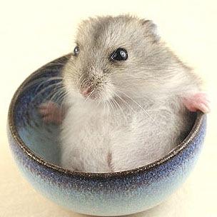 ぽぽちゃんさんのプロフィール画像