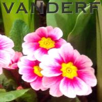 Vanderfleet Flowers(@VANDERFLEET_TO) 's Twitter Profile Photo