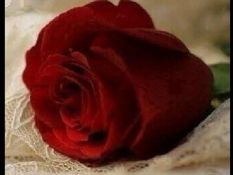 أنثئ مزاجيه رايقه أحب الهدوء أعشق والدتي فهي جنتي.                          (الخاص مهمل)