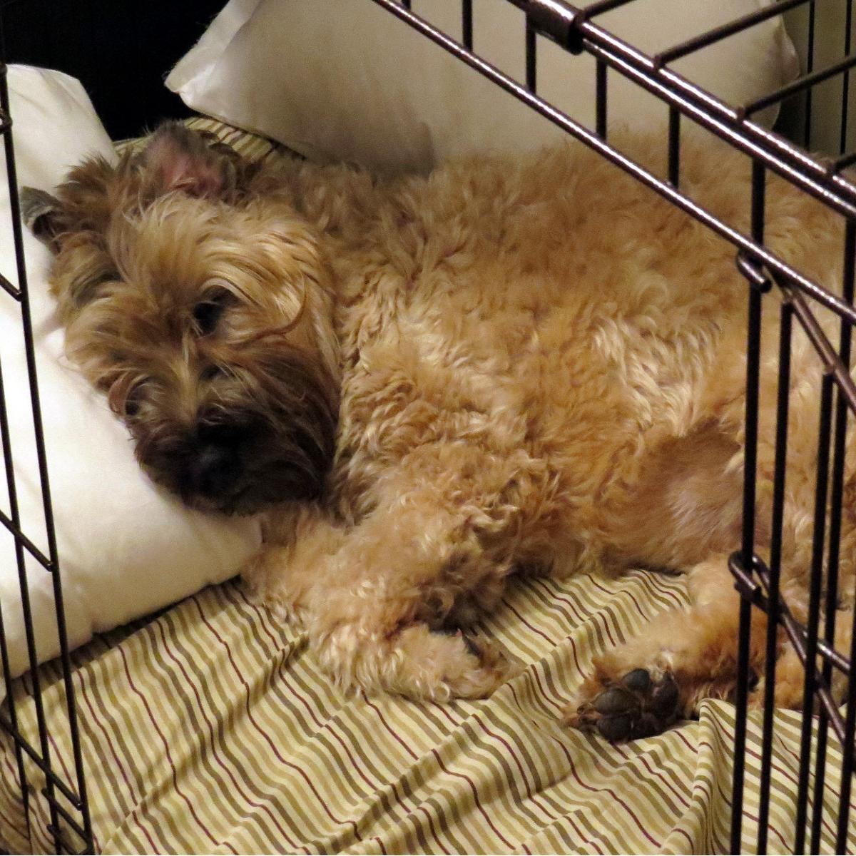 A woman who likes to have fun, Mom to a soft coated wheaten terrier named Bella BooAnn. Love country music, raunchy books, movies & people who make me laugh.