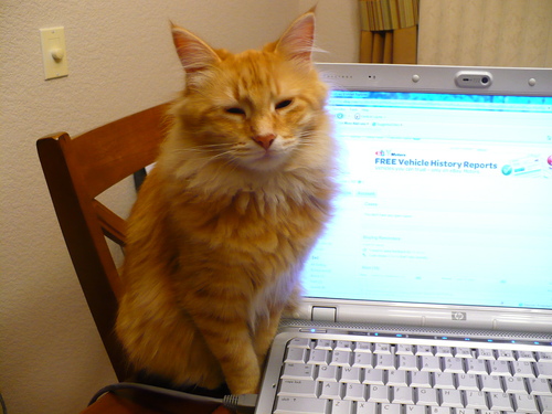 Im an Orange Manx Kitten