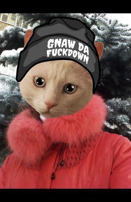 ...just a cat...