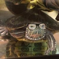 Черепашка Всеволод (@vsevolod_news) 's Twitter Profile