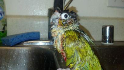 You love me, I know you do. Look at me, I'm cute!   My bird roomies are...Lacey, Bunny, and Sparkle, but I'm the favorite!