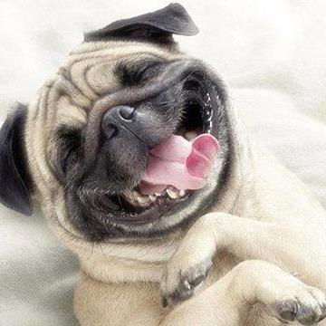 Pet Grooming Salon