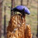 Cheryl Beaver - @cheriezbeaver - Twitter