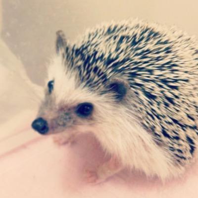 高専の1年  Ｅ科所属です。 遊戯王は勿論のことですが、エヴァ・仮面ライダーブレイドも好きです。遊戯王のデッキは幻獣機+カラクリ、DD、代行者、ゴーストリックです。是非宜しくお願いします！