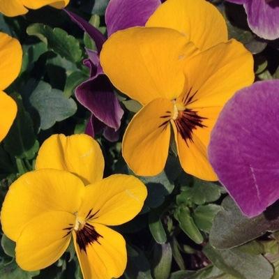 🌞に感謝しながら壁うってます