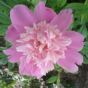 ancasasola's profile picture. 