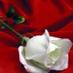 سماهر (@um_asaala) Twitter profile photo