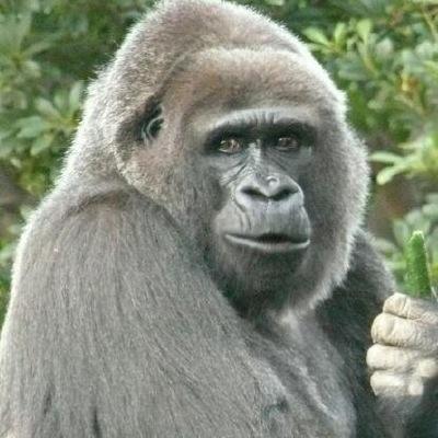 ウホウホヴェルファイア ウホウホゴリーラ Twitterren ウホウホヴェルファイア 俺は お前が諦めたウホウホゴリーラ ウホウホ Http T Co Tysty9buiw ウホウホヴェルファイア ウホウホゴリーラ Twitterren ウホウホヴェルファイア 俺は お前が諦めたウホウホゴリーラ ウホウホ Http T Co Tysty9buiw