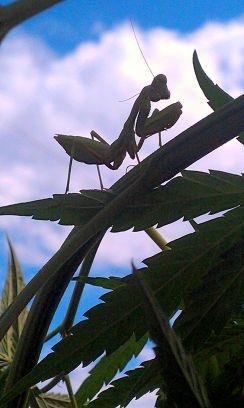 sumkat10's profile picture. Organic Gardening Consultants, Cannabis/Hemp specialists