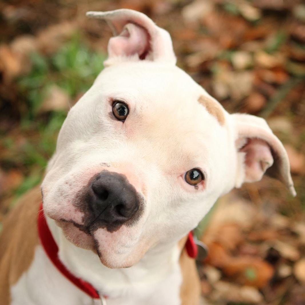 CHSHisPitbull's profile picture. 