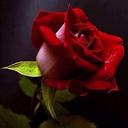 Amal Abo Abbas (@58a88156c570425) Twitter