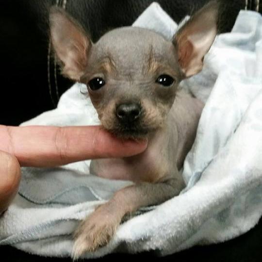 _spikenation's profile picture. Beloved pup of Upstate SC