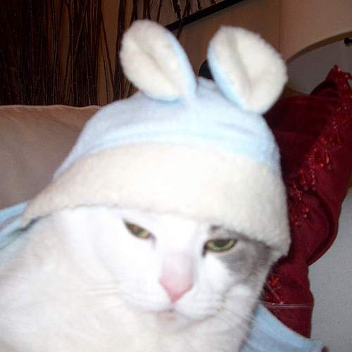 ladeedahgal's profile picture. 