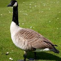 MNGoose34's profile picture. 