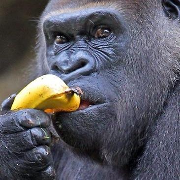 post pictures of people eating bananas at albany. no one is safe eating a banana anymore......