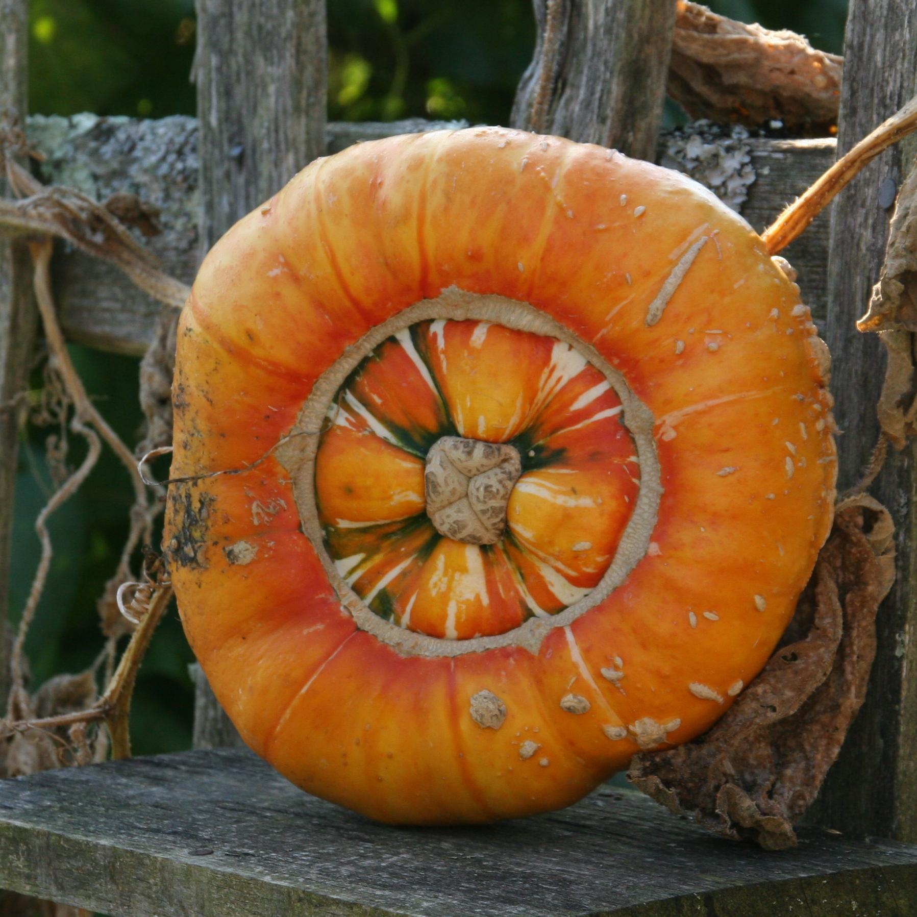 Beth Otway (Pumpkin Beth) 🌱