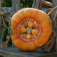 Beth Otway (Pumpkin Beth) 🌱 (@pumpkin_beth) 's Twitter Profile Photo Beth Otway (Pumpkin Beth) 🌱 (@pumpkin_beth) 's Twitter Profile Photo