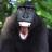 Bonobodu28's profile image