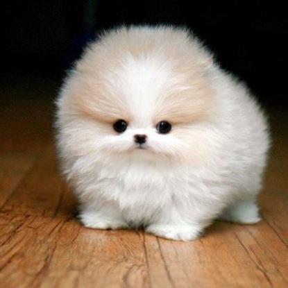 Find your dose of cutiness