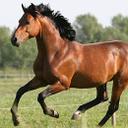 guillermo.ceja - @forgieswag - Twitter