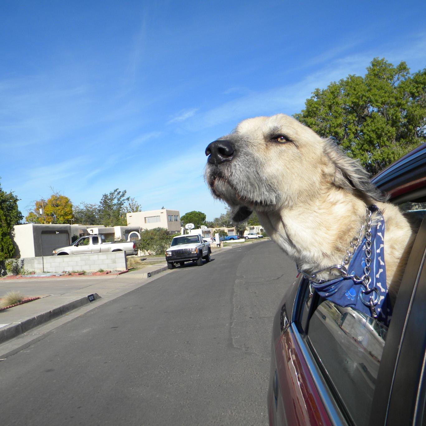 TheHedini's profile picture. 