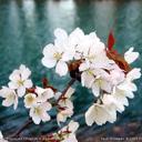 Michelle Dooley - @themalunks - Twitter