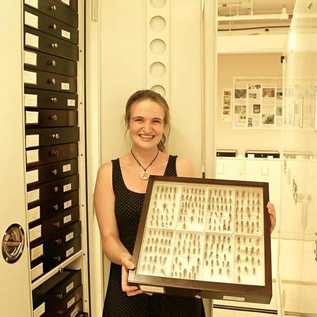 PhD candidate at UCDavis studying Assassin flies (Diptera: Asilidae) she/her/hers