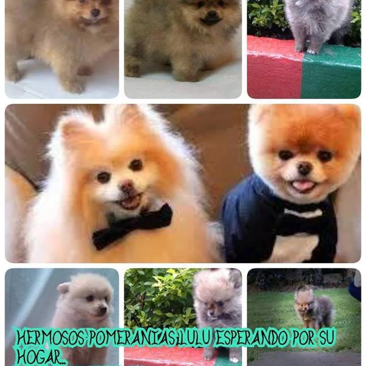 ranchocanino's profile picture. 