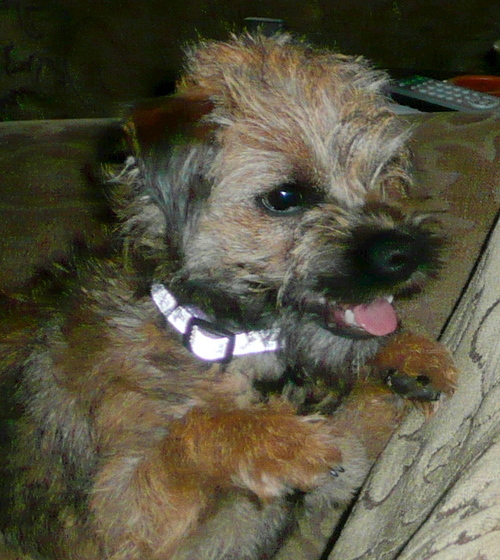 Border terrier born June 11, 2009