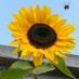 Mrs Ratcliffe (@jacquelr1) Twitter profile photo