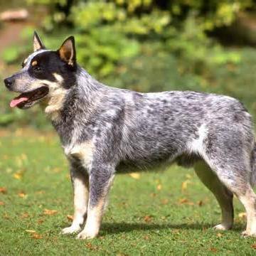 Raising awareness of the nationwide rescue efforts of Australian Cattle Dog Rescue of Illinois & Blue Squad ACD Rescue of Texas