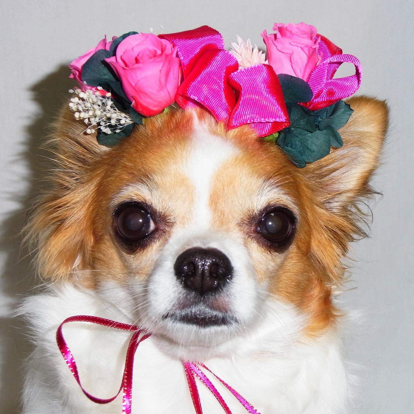 kazurin0901's profile picture. 和です。 #プリザーブドフラワーデザイナー  を経て1回しかない人生おもいっきり好きな事を仕事に選びポジテュブに生きてます #ホームページ制作