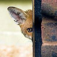 Do you see what I see? Lies & double standards from those who break the law when hunting with dogs. (Fox photo © RSPCA)