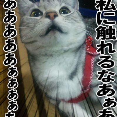 NO CINEMA. NO LIFE！その時その時に触れた映画のレビューをチラシの裏の代わりにツイートしていく。時々ちょっと気持ち悪い事も言います。